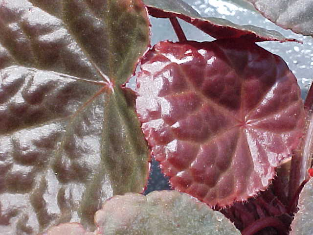 B. (rajah x coriacea)
